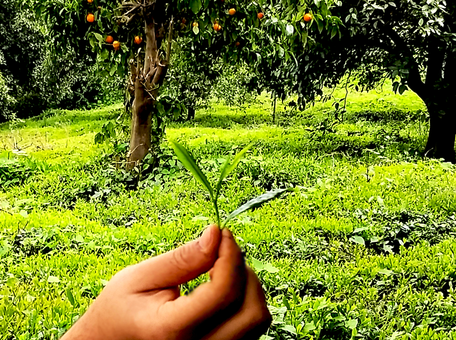 Wild Organic Org (Narenj) Blossom Among Tea