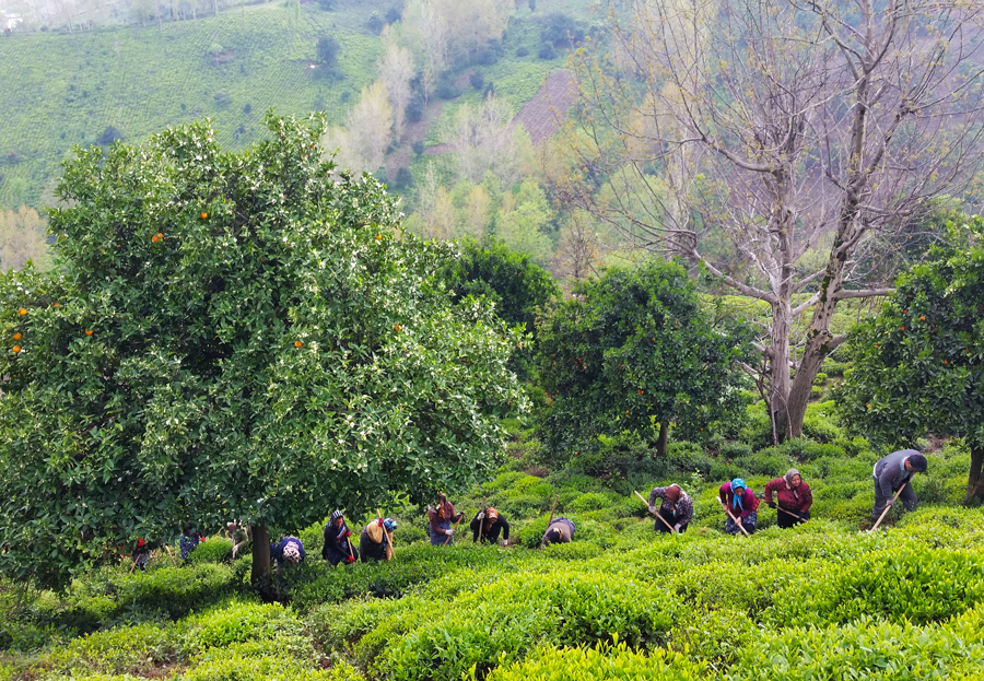 tending tea farms by hand